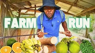 A Quick Visit To My Farm In The Country, What Did I Reap?? The Juan-de-Bolas Mountain.