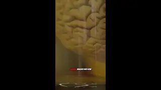 NEWS - Brain Chemistry Balance