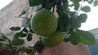 Phalara nama batapi |one kg weight