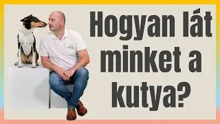 Erre szeretne megtanítani minket a kutya! #tréning #változáskezelés #csapatépítés #kutyástréning
