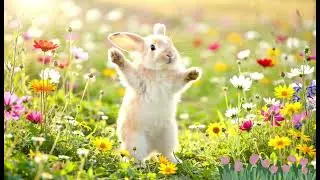 Sunny Bunny's Morning Dance, Fun song, kids videos for kids, kids songs, kids cartoons, kids movies