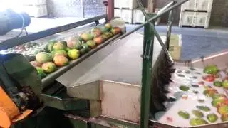 6 Lane Aweta Cup sizer Hoedspruit Mangoes 2