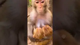 Cute monkey, mother monkey breastfeeding her twin baby monkey 🐒 #shorts  #monkey