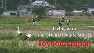 Living with the Oriental White Storks