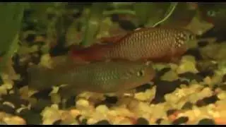 Nothobranchius Flammicomantis 