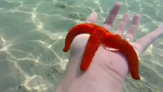 Thassos, Atspas Beach, SeaStar