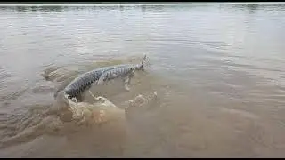 Gudibande lake Fish Video 🐟🐟🐟