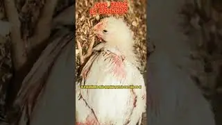 &iquest;Como tratar la coccidiosis? #parati #fyp #aves #enfermedades