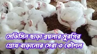 Top 3 techniques to increase broiler chicken growth without medicine || Animal Health Care