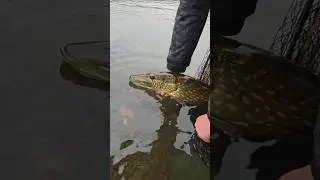 Bankside Bliss autumn 🍂 croc #fishing #pike #pikeseason #deadbaits #angling #autumn