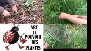 Taille et entretien de la Lobelia speciosa et Liatris spicata 🌸 Plantes vivaces &eacute;clatantes !