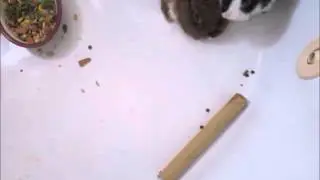 PETKIN ROLIK PRO KROLIKOV