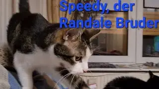 TERROR Speedy nervt mal wieder....
