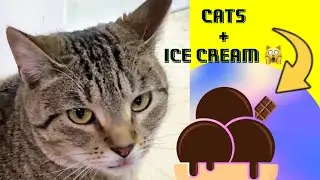 MAKING COFFEE ICE CREAM with 5 REAL cats and one Real HUMAN NO Ai LIVESTREAM!!