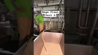 Part 2 | Mega Plant of Desi Ghee #shorts #youtubeshorts