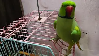 Nannu Parrot live 🤩🤩