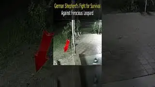German Shepherd's Fight for Survival Against Ferocious Leopard #animal #shepherd #germanshepherd