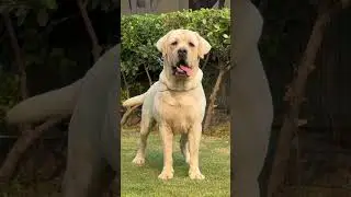 Jackson stud service available  9050312086 #doglover #labraworld #dogowner