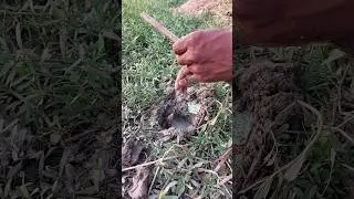 amazing fishing eel using hook #eel_fish_catching #eel #fish #viral #trending