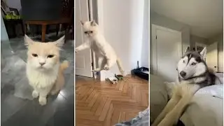 Amusing pets moments 🐩🐈😺 #FunnyPets
