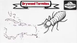 Drywood Termite Facts