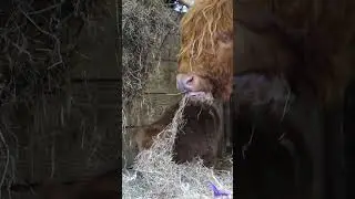 Meet Baby Highland Cow... Hamish!
