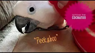 Peekaboo!