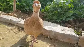 Grey francolin Sound | Teetar Ki Awaz | Grey francolin Voice