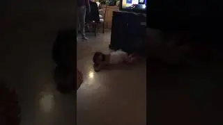 Tutus in a tutu