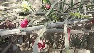 Lindos recuerdos de Nerio Quispe san Juan de Miraflores urancancha 
