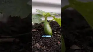 Vegetables and Herbs To Plant for Summer Gardening