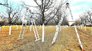 Rezidba &scaron;ljive #pruning #fruitcutting #fruit #fruits #agriculture #agro #nature #garden #plants#tree