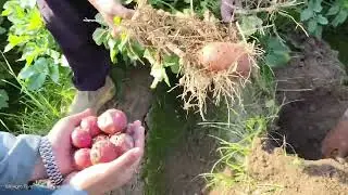 Potato 🥔 variety RAVI RED. 60 days crop 23 tuber.Gill Agro Farm Mian Channu.03007923223..