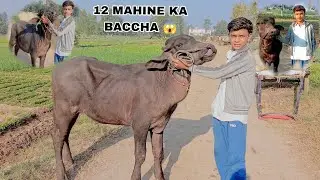 12 MAHINE KA BACCHA 😱🐂 ग्रामअलीपुर || good condition 💥🐂|| @shanufarming001 @Shanuvlogs008 