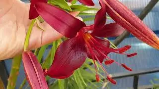 Another dark red lily