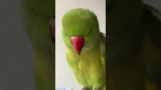 viral parrot short #greenparrot #parrot #parrotlover #indianparrot #funnyparrot