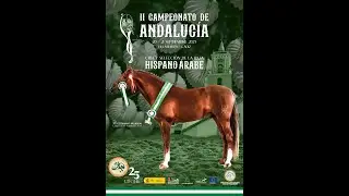 II CAMPEONATO DE ANDALUCÍA DE CRÍA Y SELECCIÓN H.á.
