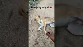 Cute dog wants some belly rub