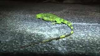 Cold-stunned iguanas falling from Florida trees