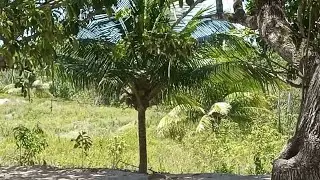 NOSSO SÍTIO EM PERNAMBUCO | MOSTRANDO OS VARIOS PÉ DE FRUTA   ABACATE, JACA,COCO,JAMBO,GOIABA,MANGA