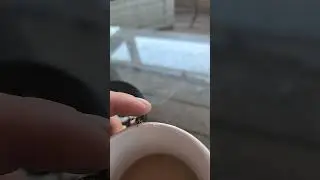 my pet bee 🐝