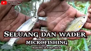 Mancing ikan Seluang dan Wader sf || di sungai semak belukar ||Microfishing @sehariankufishing2737
