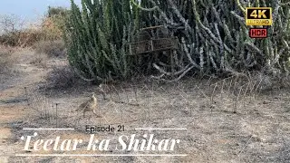 wildlife partridge hunting 😘| Teetar ka Shikar 💞| तीतर का शिकार | episode 21