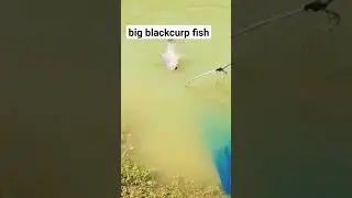 #fishing #bigrohu #fish #fiahing #bigfish #fisherman #fishig #fishng #fishinglife #bigrohufish