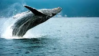 Explore the Bay of Banderas on a private charter boat tour.