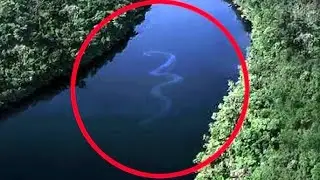 Top 8 Dangerous Animals of the Amazon