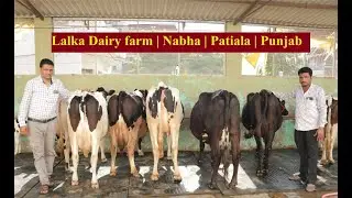 लालका डेरी से महाराष्ट्र को 22-23 Liter दूध वाली गाये 50-55 हजार में | Lalka Dairy Farm | Nabha