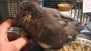 Flappy the wood pigeon. muddy duck rescue