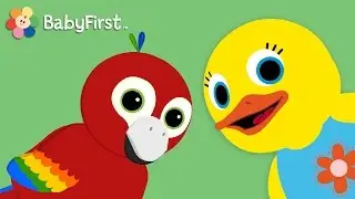 Попугай | Изучаем животных и их звуки | Тилли Кнок Кнок | BabyFirst TV