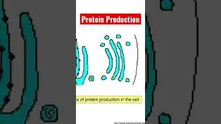 The Basics of Protein Production in the Cell: Explained in a Short Video